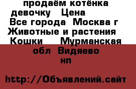продаём котёнка девочку › Цена ­ 6 500 - Все города, Москва г. Животные и растения » Кошки   . Мурманская обл.,Видяево нп